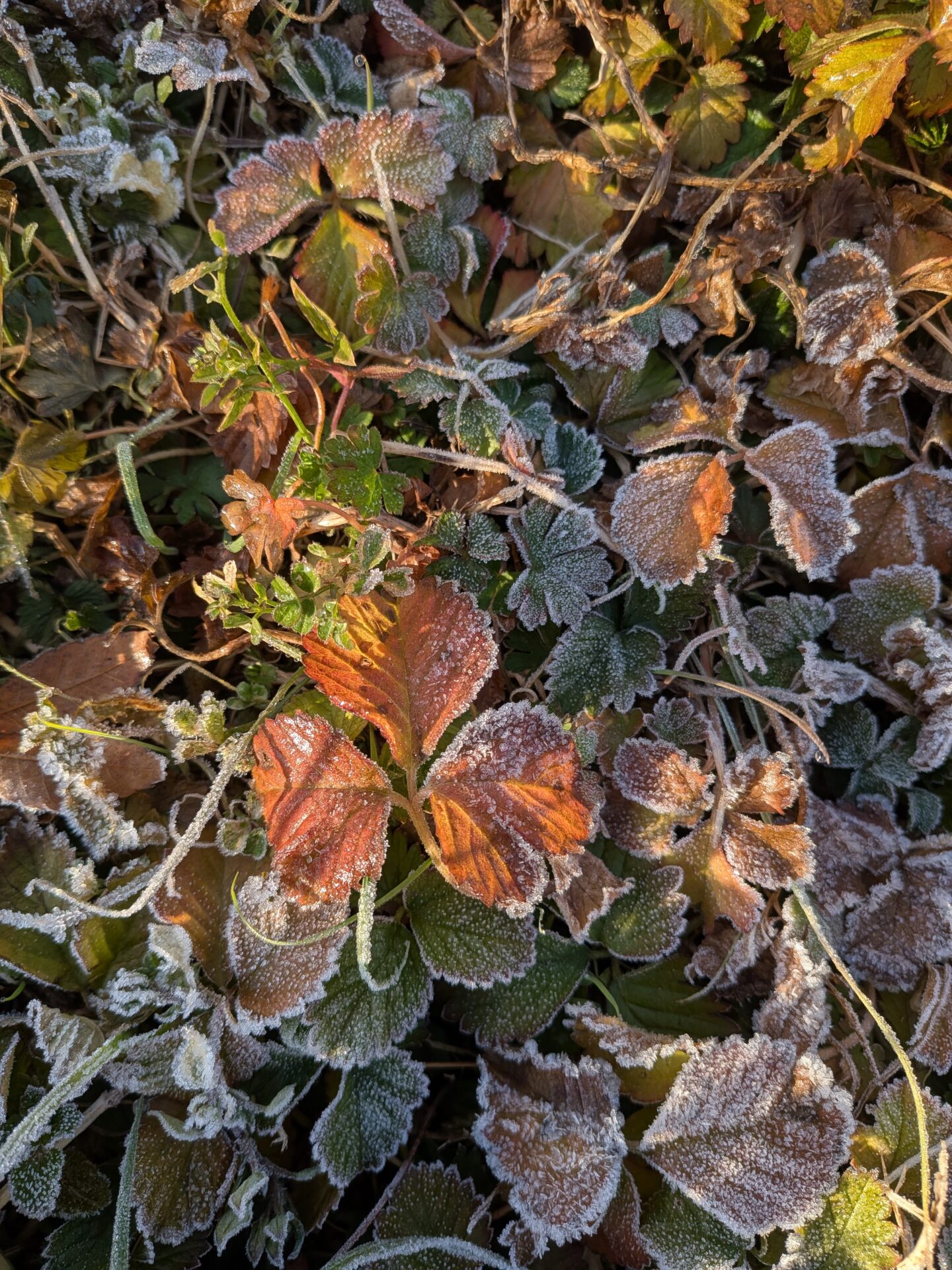 三重県津市 花屋 CHELBAN (シェルバン) ベリーベリー