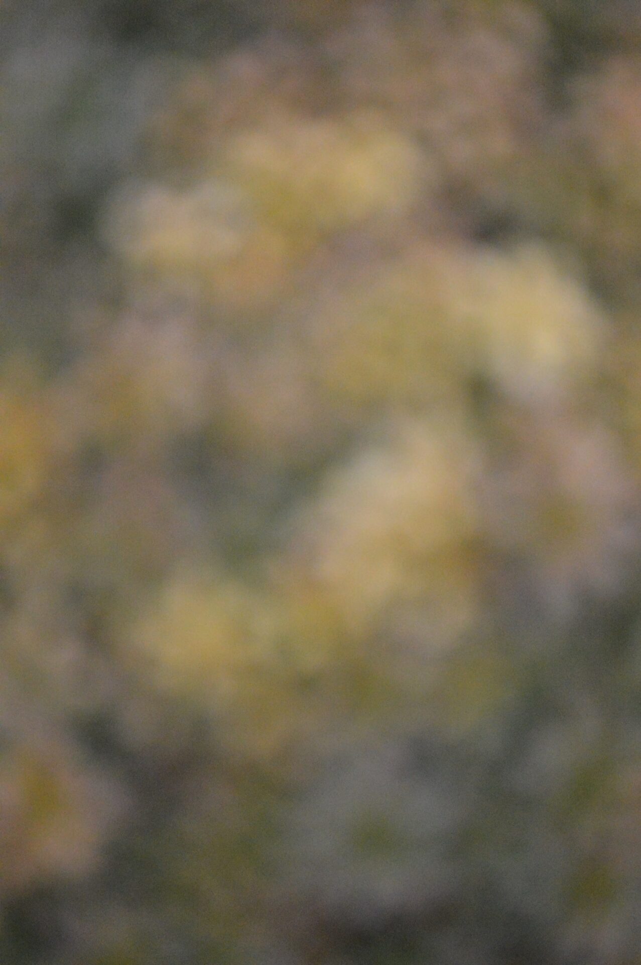 三重県津市 花屋 CHELBAN (シェルバン) 月とツマ