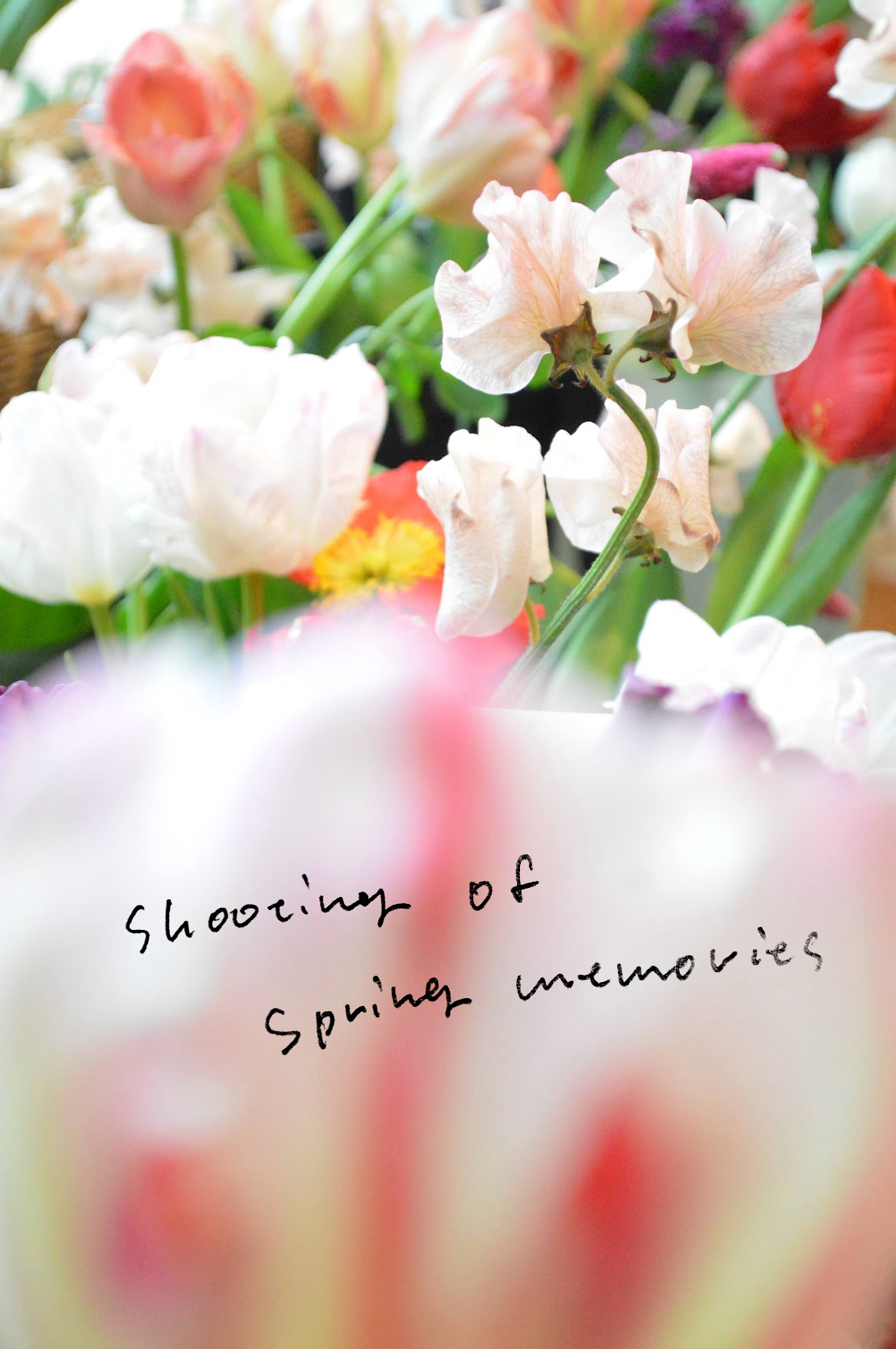 シェルバンからおすすめ商品のご案内