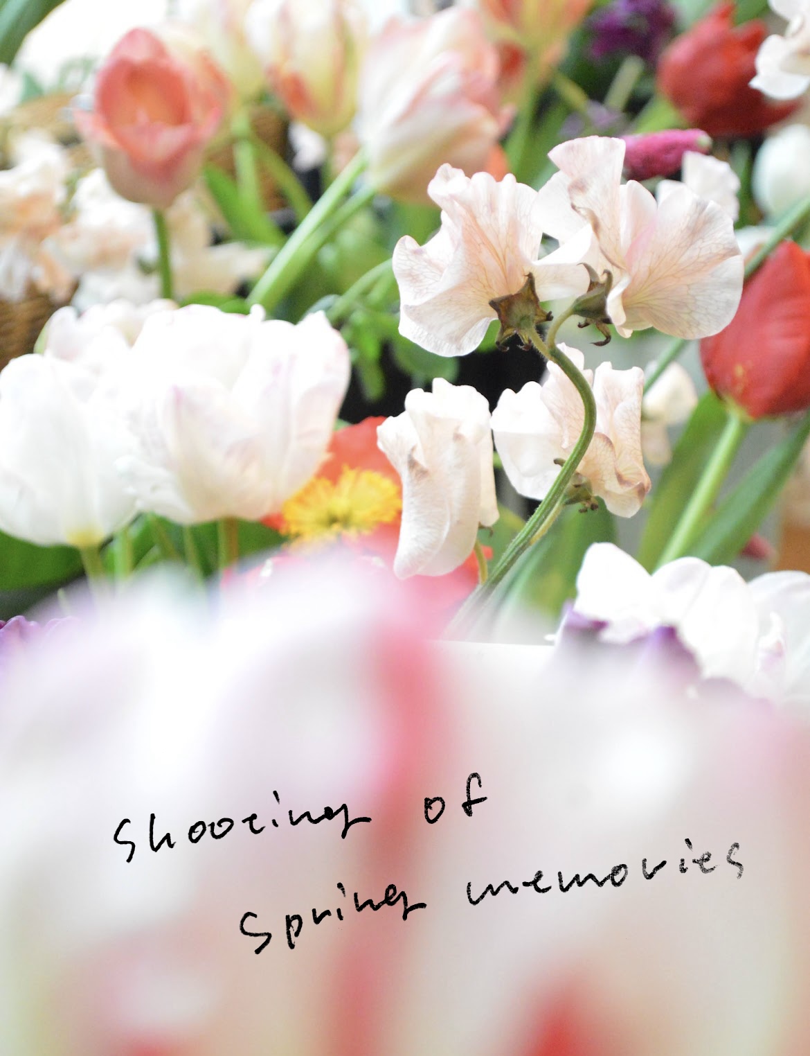 シェルバンからおすすめ商品のご案内